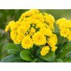 Prvosenka Pollyanna 'Fresh Lemon' - Primula polyanthus Pollyanna 'Fresh Lemon'  Primula polyanthus Pollyanna 'Fresh Lemon'