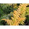 Kapraď Wallichova 'Jurassic Gold' - Dryopteris wallichiana 'Jurassic Gold'  Dryopteris wallichiana 'Jurassic Gold'