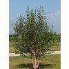 betula nigra2