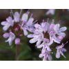 Mateřídouška longicaulis - Thymus longicaulis  Thymus longicaulis