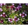 Mateřídouška longicaulis - Thymus longicaulis  Thymus longicaulis
