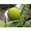 Citrus 'Agrionja'  Citrus aurantium × Citrus paradisi'Agrionja'