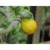 Cicitrange 'Sanford F2 Curafora'