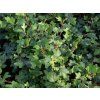 Břečťan popínavý 'Duckfoot'  Hedera helix 'Duckfoot'