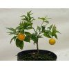 Mandarinka 'Esbal'  Citrus clementina 'Esbal'