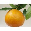 Mandarinka 'Corsica 1 SRA 367'  Citrus clementina 'Corsica 1 SRA 367'