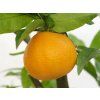 Mandarinka 'Spinoso'  Citrus clementina 'Spinoso'