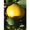 Mandarinka 'Avana Tardivo di Ciaculli'  Citrus deliciosa 'Avana Tardivo di Ciaculli'