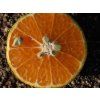 Mandarinka 'Avana Tardivo di Ciaculli'  Citrus deliciosa 'Avana Tardivo di Ciaculli'