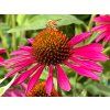 Třapatka 'Kismet® Raspberry' - Echinacea 'Kismet® Raspberry'  Echinacea 'Kismet® Raspberry'