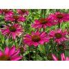 Třapatka 'Kismet® Raspberry' - Echinacea 'Kismet® Raspberry'  Echinacea 'Kismet® Raspberry'