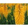 Mnohokvět 'Echo Mango' ® - Kniphofia 'Echo Mango' ®  Kniphofia 'Echo Mango' ®