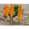 Mnohokvět 'Echo Mango' ® - Kniphofia 'Echo Mango' ®  Kniphofia 'Echo Mango' ®