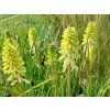 Mnohokvět 'Poco Citron' - Kniphofia 'Poco Citron'  Kniphofia 'Poco Citron'