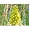 Mnohokvět 'Poco Citron' - Kniphofia 'Poco Citron'  Kniphofia 'Poco Citron'