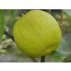 Cedrát 'Nine Pounder'  Citrus limonimedica 'Nine Pounder'