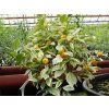 Mini mandarinka 'Calamondin Variegata'  Citrus madurensis 'Calamondin Variegata'