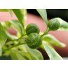 Mini mandarinka 'Calamondin Variegata'  Citrus madurensis 'Calamondin Variegata'