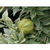 Citrus 'Chinoto Var.'  Citrus myrtifolia variegata 'Chinoto Var.'