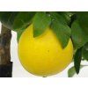 Grep 'Marsh Seedless'  Citrus paradisi 'Marsh Seedless'