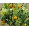 Mandarinka 'Carvalhais'  Citrus reticulata 'Carvalhais'