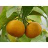 Mandarinka 'Carvalhais'  Citrus reticulata 'Carvalhais'