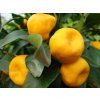 Mandarinka 'Chosta'  Citrus reticulata 'Chosta'