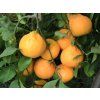Mandarinka 'Karlík'  Citrus reticulata 'Karlík'