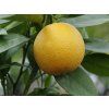 Pomerančovník 'Haraguchi'  Citrus sinensis 'Haraguchi'