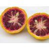 Mandarinka 'Trabut'  Citrus tangerina 'Trabut'