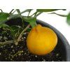Mandarinka 'Saigon SRA 29'  Citrus unshiu 'Saigon SRA 29'