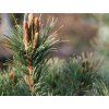 Borovice drobnokvětá 'Nellie D.'  Pinus parviflora 'Nellie D.'