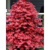 Javor dlanitolistý 'Rhode Island Red'  Acer palmatum 'Rhode Island Red'