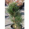 Borovice červená 'State Trooper'  Pinus resinosa 'State Trooper'