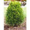 Borovice lesní 'Green Penguin'  Pinus sylvestris 'Green Penguin'