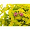 Tavolník japonský 'Goldmound'  Spiraea bumalda 'Goldmound'