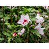 Ibišek syrský 'Mathilde'  Hibiscus syriacus 'Mathilde'