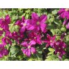 Plamének 'Kryspina'  Clematis 'Kryspina'