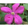 Plamének 'Kryspina'  Clematis 'Kryspina'