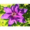Plamének 'Moniuszko'  Clematis 'Moniuszko'