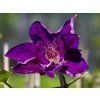Clematis 'Moniuszko'