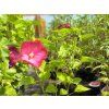 Ibišek bahenní TOMA 'Pink Jake' - Hibiscus TOMA 'Pink Jake'  Hibiscus TOMA 'Pink Jake'