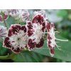 Mamota, kalmie 'Ufo'  Kalmia 'Ufo'
