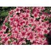 Japonská azalka 'Chippewa'  Rhododendron obtusum 'Chippewa'