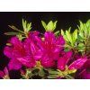Japonská azalka 'Fuksja'  Rhododendron obtusum 'Fuksja'