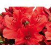 Japonská azalka 'Sandy's Fire'  Rhododendron obtusum 'Sandy's Fire'