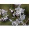 Třešeň kurilská 'Brilliant'  Prunus nipponica 'Brilliant'