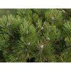 Borovice černá 'Helga'  Pinus nigra 'Helga'