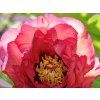 Pivoňka dřevitá 'Gauguin'  Paeonia suffruticosa 'Gauguin'