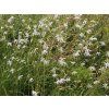 Bělozářka větevnatá - Anthericum ramosum  Anthericum ramosum